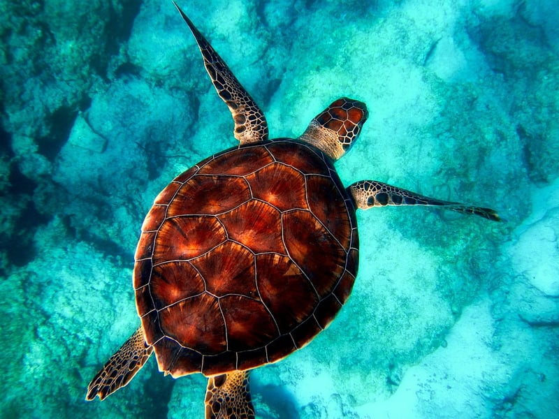 Marine Wildlife Tours